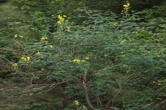Crotalaria laburnifolia